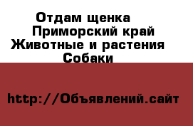 Отдам щенка . - Приморский край Животные и растения » Собаки   